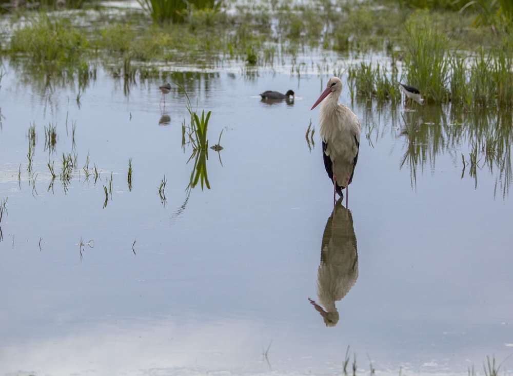 Räddningstjänsten vittnar om att de plockat upp hundratals storkar ur floden Manzanares, men saknar information om eventuella hälsorisker för personalen. (Arkivbild)