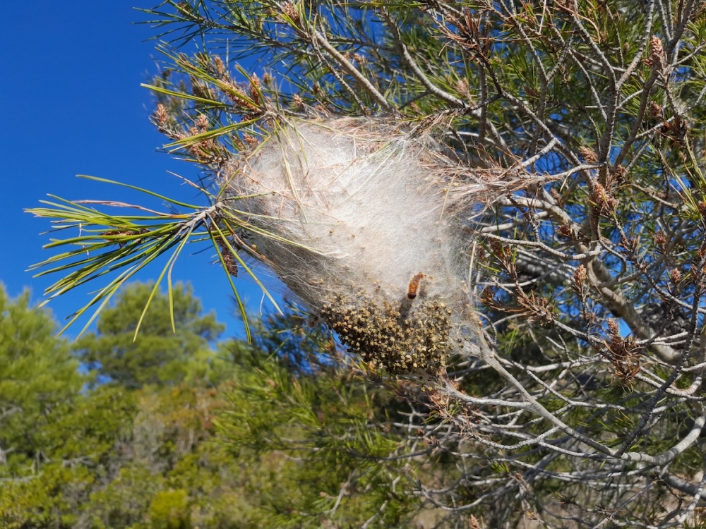 Behandlingen har fokuserat på populära vandringsleder och picknickplatser för att minimera risken för allmänheten.