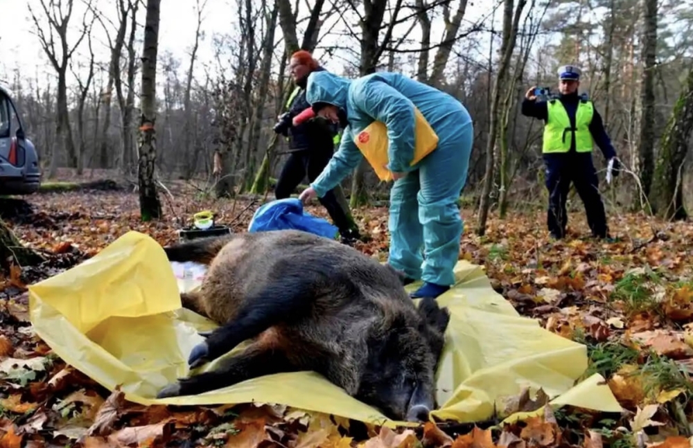 Samtliga 47 smittade vildsvin har påträffats inom den högriskzon vid Cerdanyola del Vallès som inrättades i november. Foto: @Agroinformacio/X