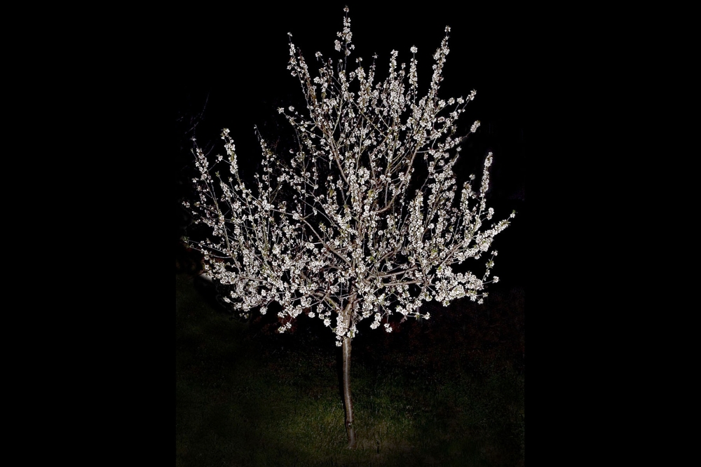 De flesta av v&aring;ra tr&auml;d, inkluderat mandeltr&auml;det, har inte &ouml;verlevt. Foto: Bengt S&auml;ndh