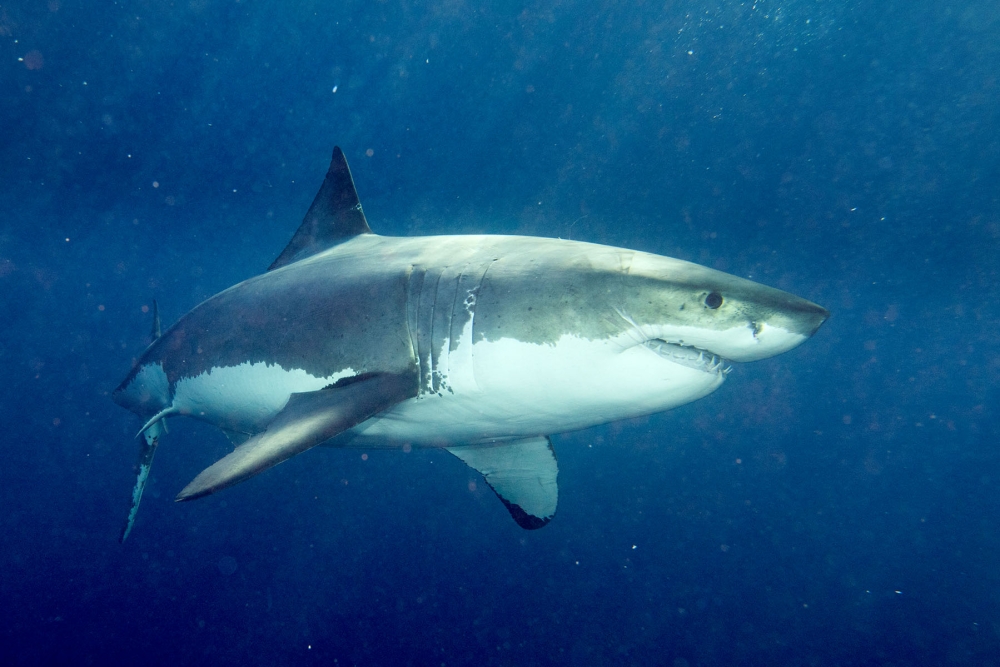 En ung vithaj har bekräftats i spanska vatten efter genetiska analyser av ett exemplar som fångades oavsiktligt. (Arkivbild)