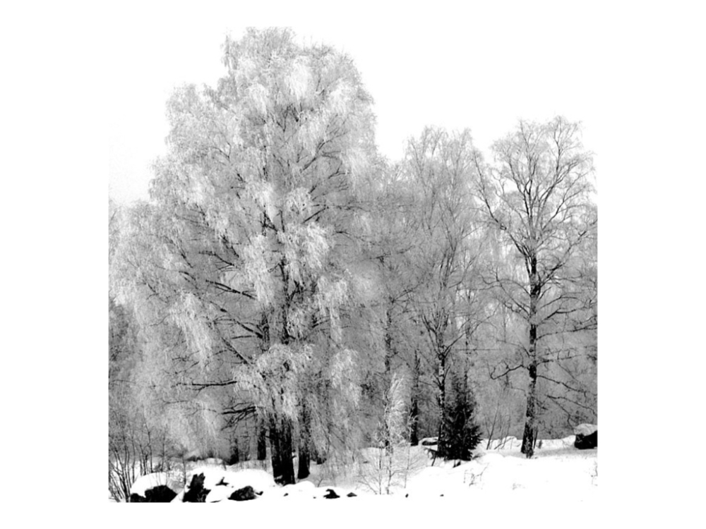 Ett riktigt vinterlandskap. Foto: Bengt Sändh