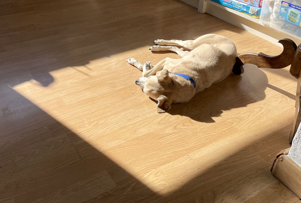 Coco på sin favoritplats i solen.