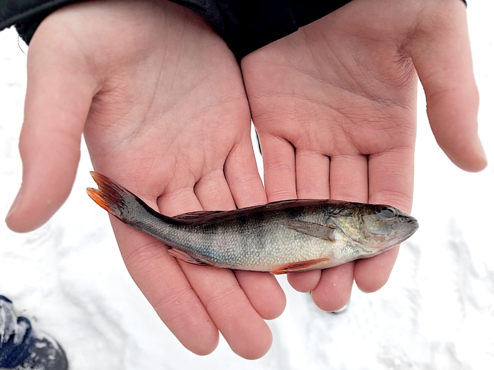 Det är så kallt att till och med de stora, kloka fiskarna håller sig undan, men det hindrar inte de svenska fiskeintresserade som tar fram sina spön oavsett årstid.