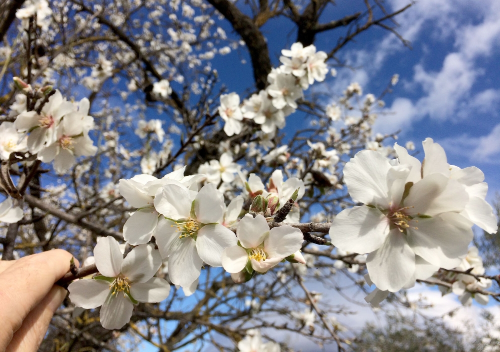 Rekordregn i början av året leder nu till rekordhöga pollennivåer i Andalusien.
