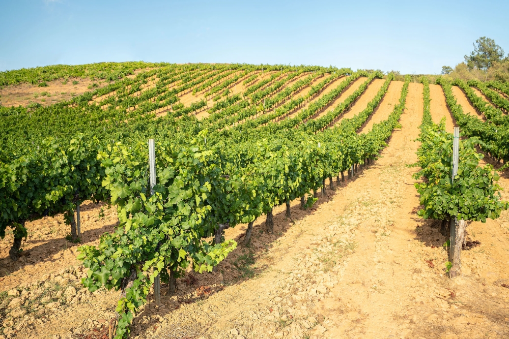 Utm&auml;rkelsen som &aring;rets vinregion f&ouml;rv&auml;ntas locka fler vinturister till El Bierzo och &ouml;ka efterfr&aring;gan p&aring; regionens viner i Sverige och internationellt.