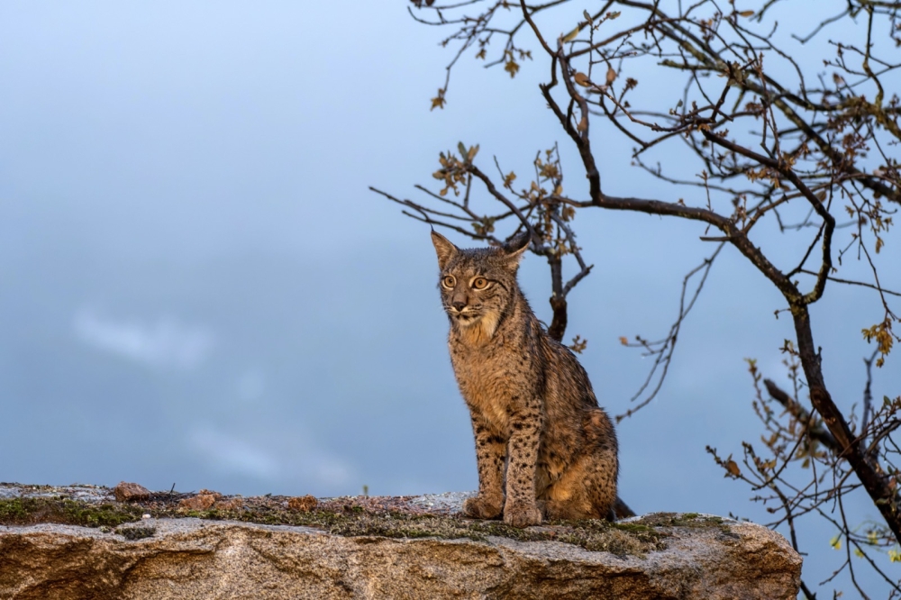 D&ouml;dandet av lodjurshonan Nen&uacute;far medf&ouml;rde att &auml;ven hennes fyra ungar dog. (Arkivbild)