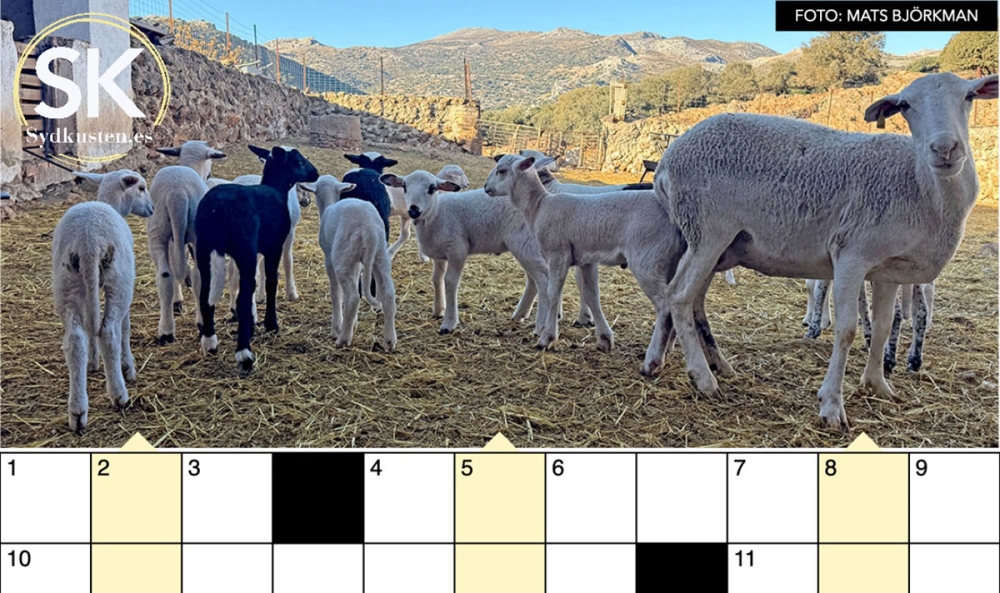 Webbkrysset är en av många plus-tjänster för prenumeranter.