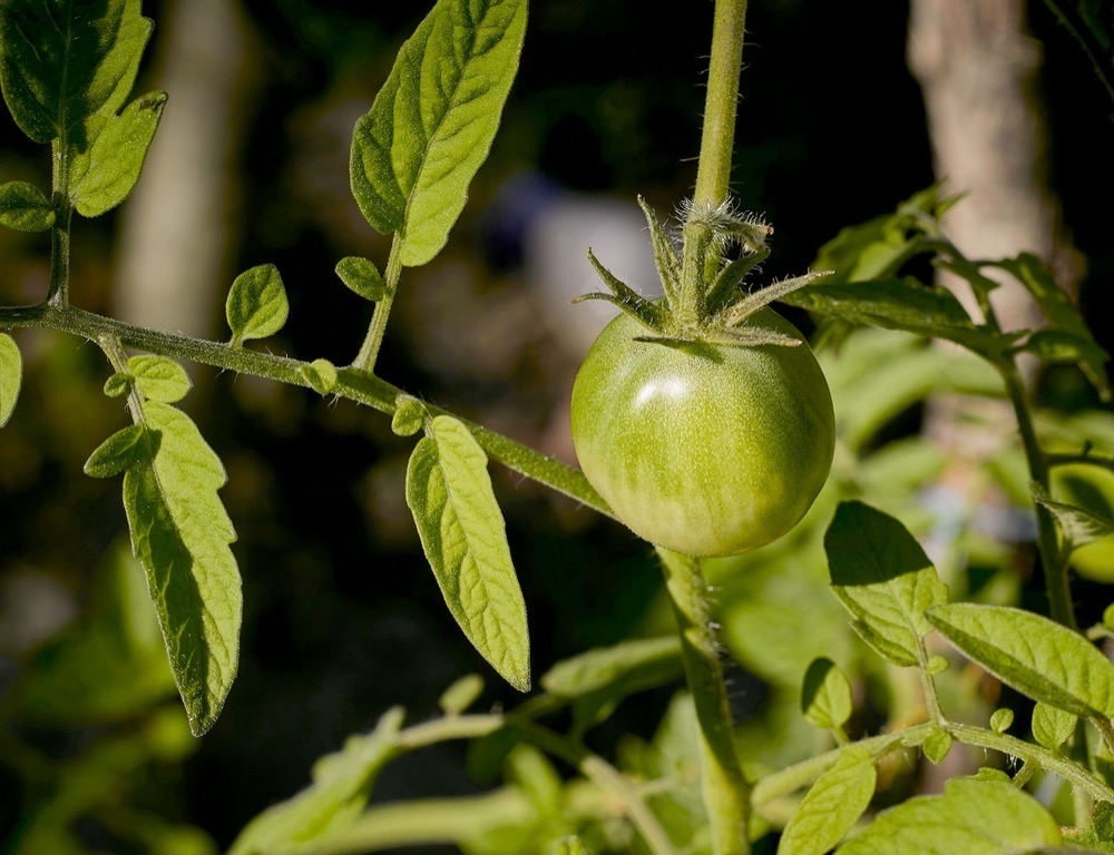 Mina spanska tomatplantor borde ha kommit ig&aring;ng att v&auml;xa vid den h&auml;r tidpunkten, men i st&auml;llet befinner jag mig i Sverige d&auml;r sn&ouml;n knappt har tinat.