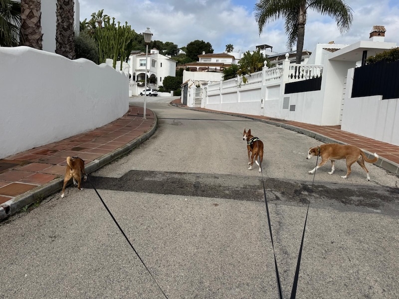Promenad med tre hundar kan vara svettigt och stressigt. Men att ha en arbetssituation med friheten att välja att jobba från kompisars villa och vakta deras hundar, det är livskvalitet.