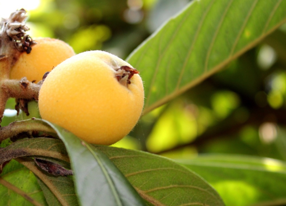 Mispelproduktionen i Callosa d'en Sarri&agrave; pr&auml;glas i &aring;r av h&ouml;g kvalitet men pressas av &ouml;kande kostnader och brist p&aring; arbetskraft.