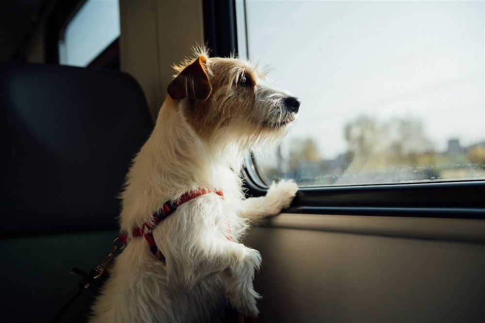 Från och med 21 juli får hundar på upp till 40 kilo följa med på samtliga Renfe-tåg i Spanien. Foto: Unsplash
