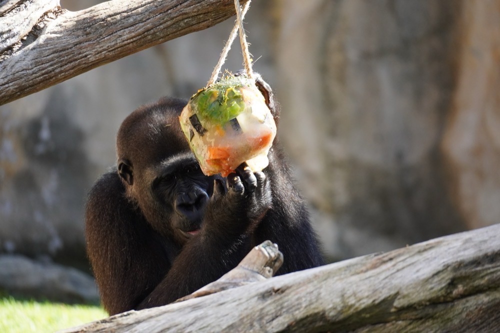 Kreativa berikningsmetoder ger både svalka och stimulans i djurparken under den extrema sommarhettan. Foto: Bioparc Fuengirola