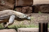 Bes&ouml;kare kan i centrala Fuengirola besk&aring;da en m&auml;ngd unika och i m&aring;nga fall utrotningshotade arter. En av dem &auml;r komodovaranen, som ocks&aring; f&aring;tt ut&ouml;kning genom parkens bevarandeprogram. Foto: Bioparc