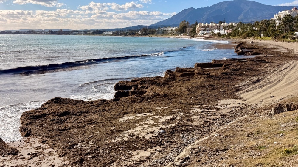 Kommunförbundet på västra Costa del Sol överväger att samla upp algmassorna ute till havs för att minska behovet av omfattande strandrensning.