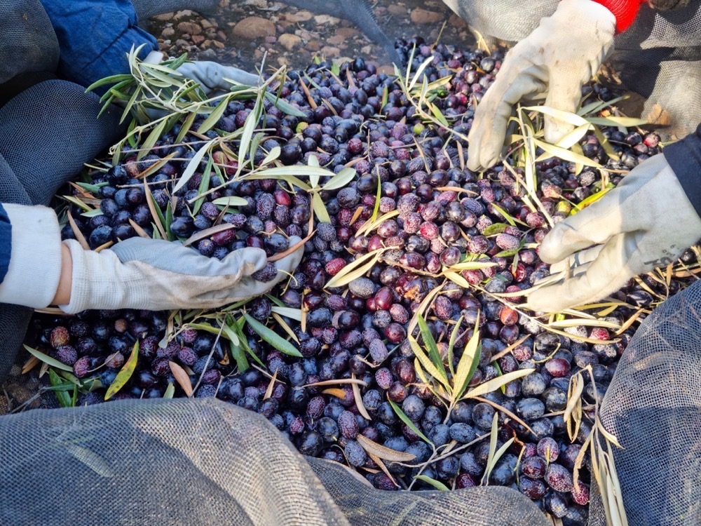 Traditionella olivodlingar i svårtillgänglig terräng är särskilt utsatta när produktionskostnaden på vissa håll överstiger fem euro per kilo.