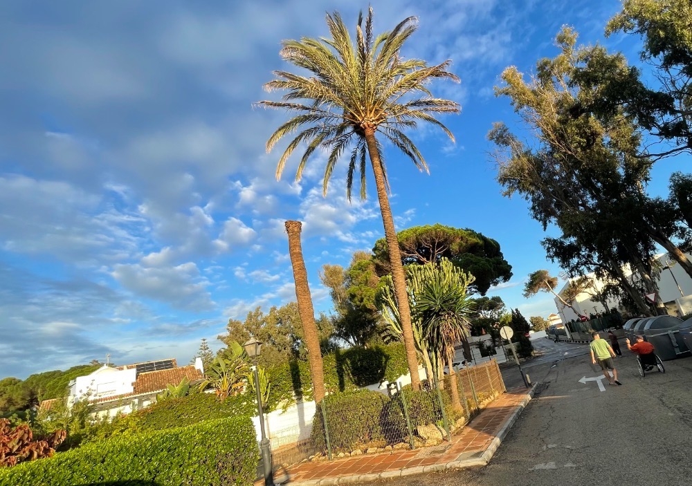 Efter den afrikanska skalbaggens framfart är det nu en smittsam svamp som hotar det vackra palmbeståndet på Costa del Sol.