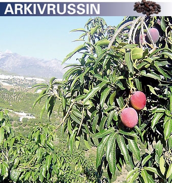 Exotiska fruktträd blir allt vanligare öster om Málaga. Experter tror att skörden kommer att fördubblas på fem år. Torbjörn och Monika Eriksson odlar mango i sitt hem i Frigiliana.