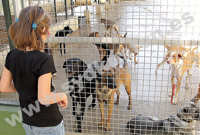 Hundratals herrelösa hundar och katter tas om hand av de olika djurskyddsföreningarna på Costa del Sol. Den som adopterar ett djur bör planera ordentligt.