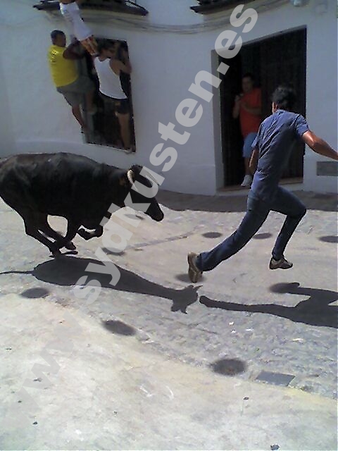 I sommar har flera personer dödats i Spanien i samband med festligheter med både kalvar och tjurar.
