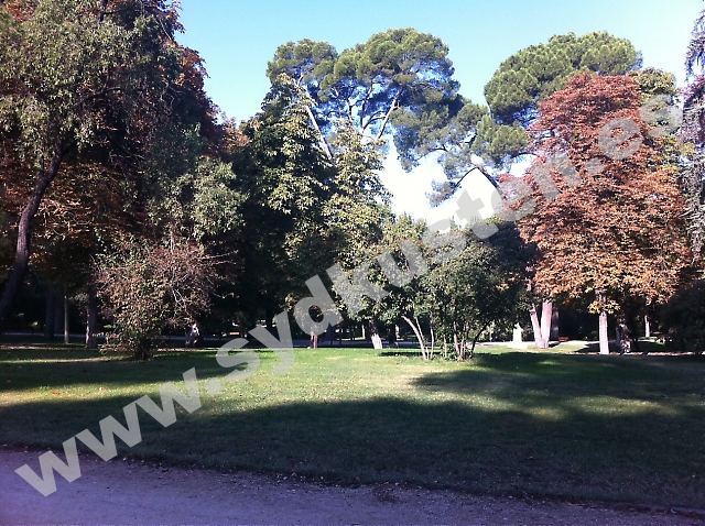 Den här bilden liksom blogginlägget har skrivits just denna lördagmorgon, på en barkbänk i El Retiro, i Madrid,