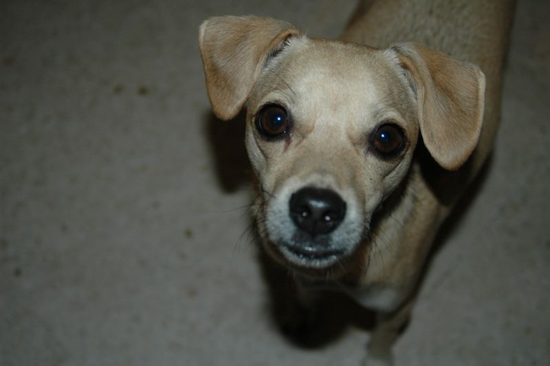 Det kanske inte är så smart att säga till en djurmisshandlare, men jag är säker på att min hund Coco uppskattade att jag inte höll tyst när en hundkollega råkade illa ut.