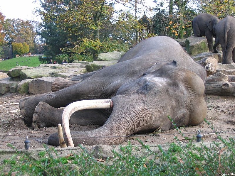 Snarare än en höna verkar det som om spanjorerna gjort en elefant av en fjäder.