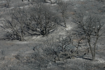 Branden skövlade 8 225 hektar i sex kommuner på västra Costa del Sol.