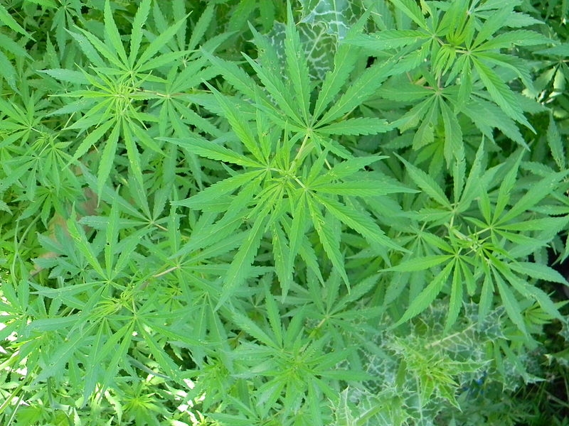 Nationalpolisen har beslagtagit sammanlagt 13 000 cannabisplantor.